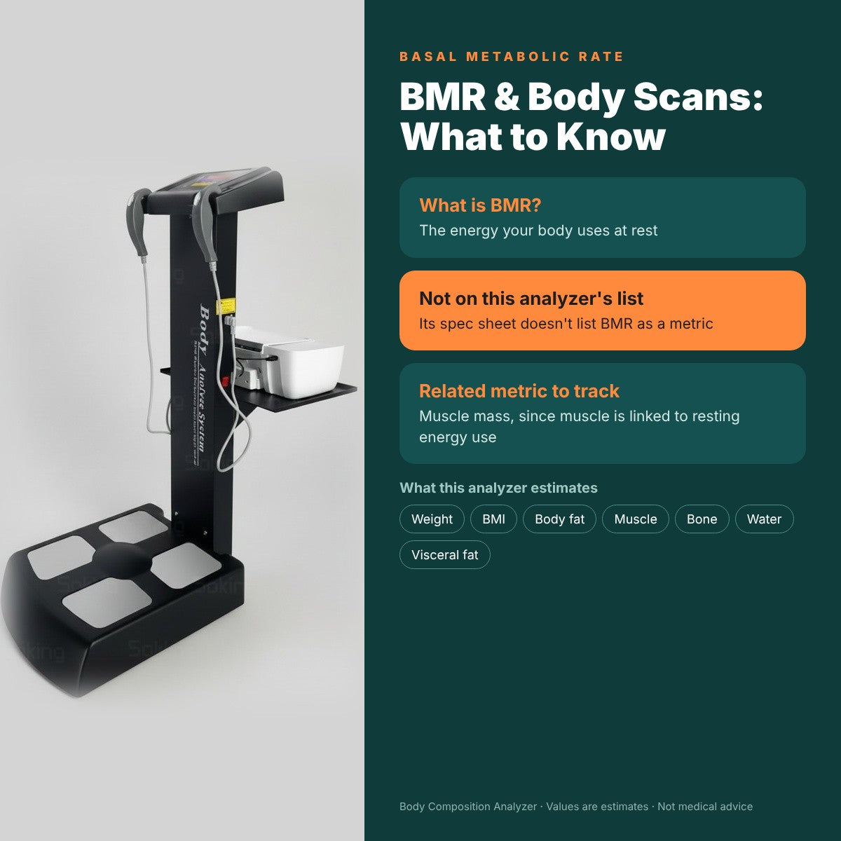 Basal Metabolic Rate: Body Scan Insights