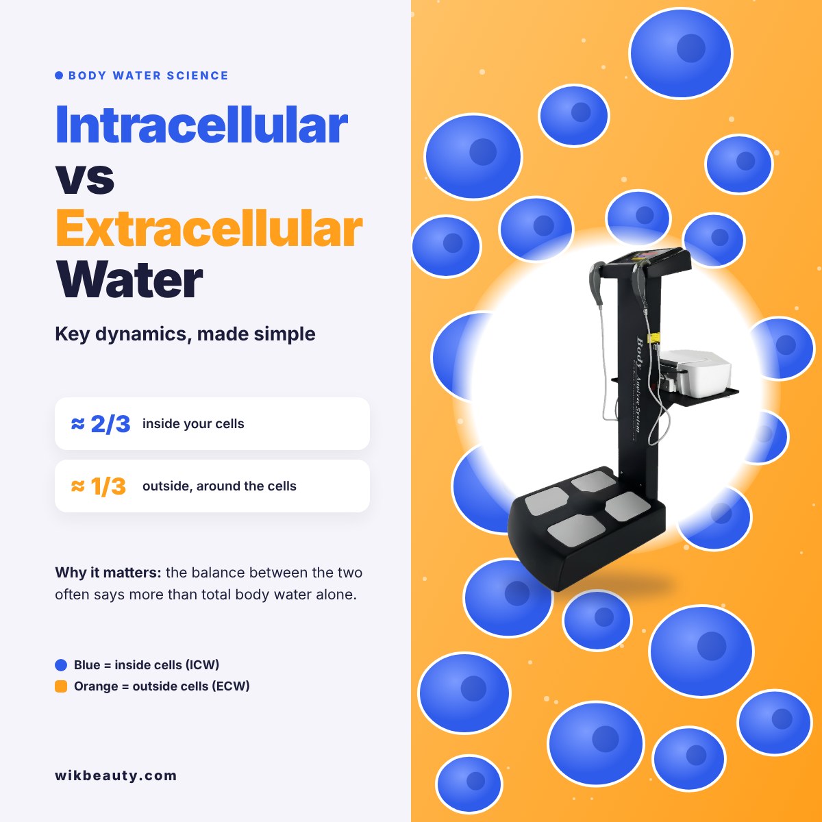 Intracellular vs Extracellular Water: Key Dynamics